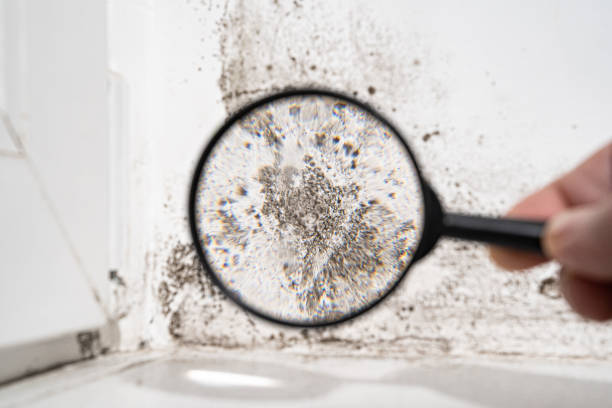 Mold Documentation for Insurance Claims in Stanford, KY